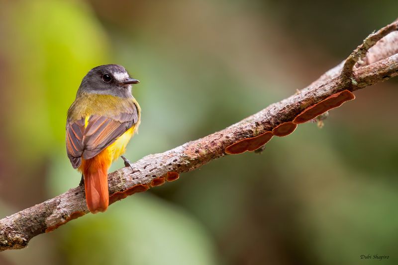 Ornate Flycatcher