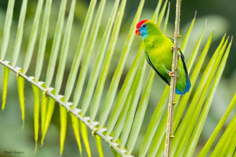 Camiguin Hanging-Parrot