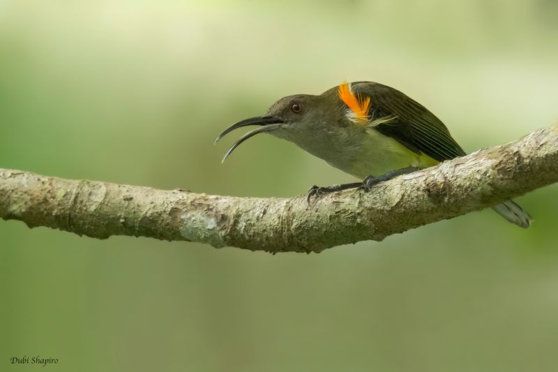 Orange-tufted Spiderhunter