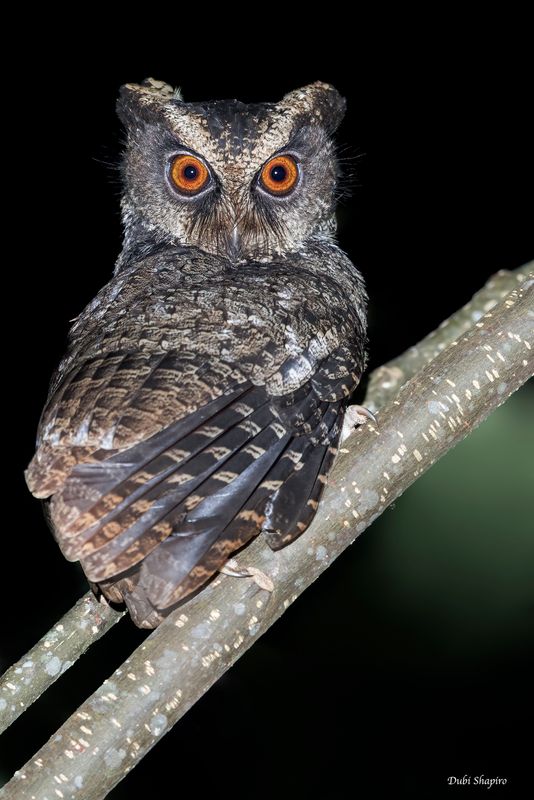 Everett's Scops-Owl
