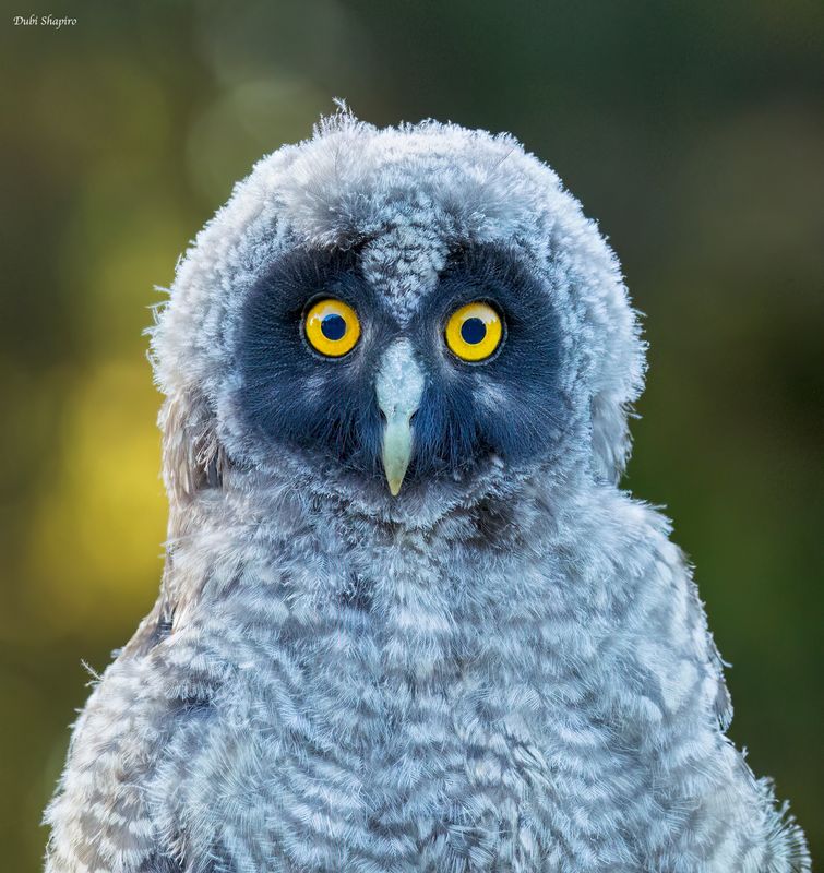 Stygian Owl 