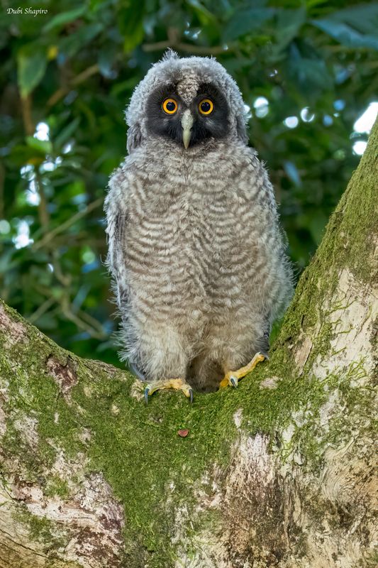 Stygian Owl 
