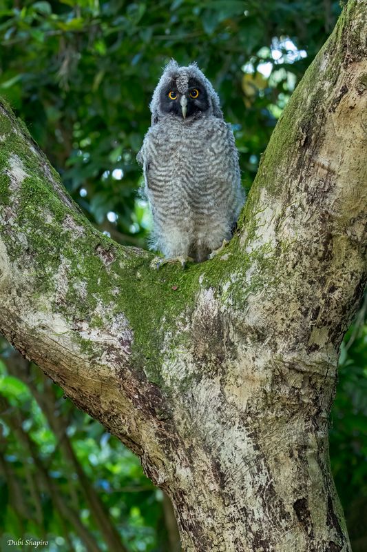 Stygian Owl 