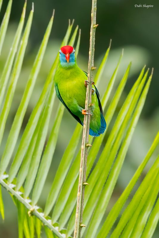 Camiguin Hanging-Parrot 