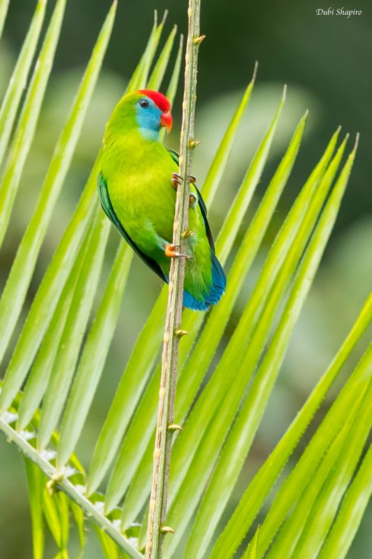 Camiguin Hanging-Parrot