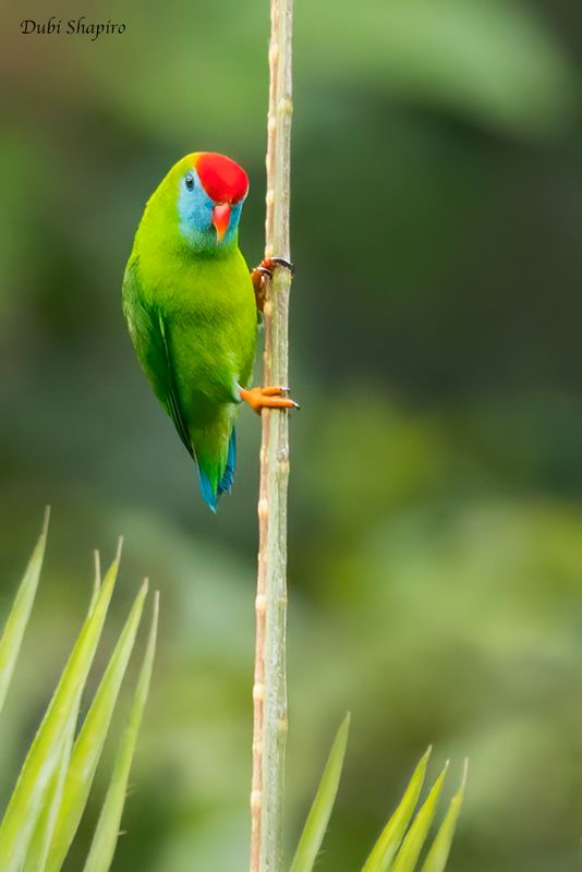 Camiguin Hanging-Parrot 
