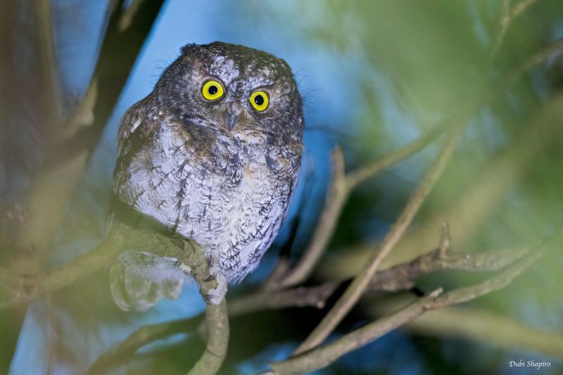 Mindanao Scops-Owl 