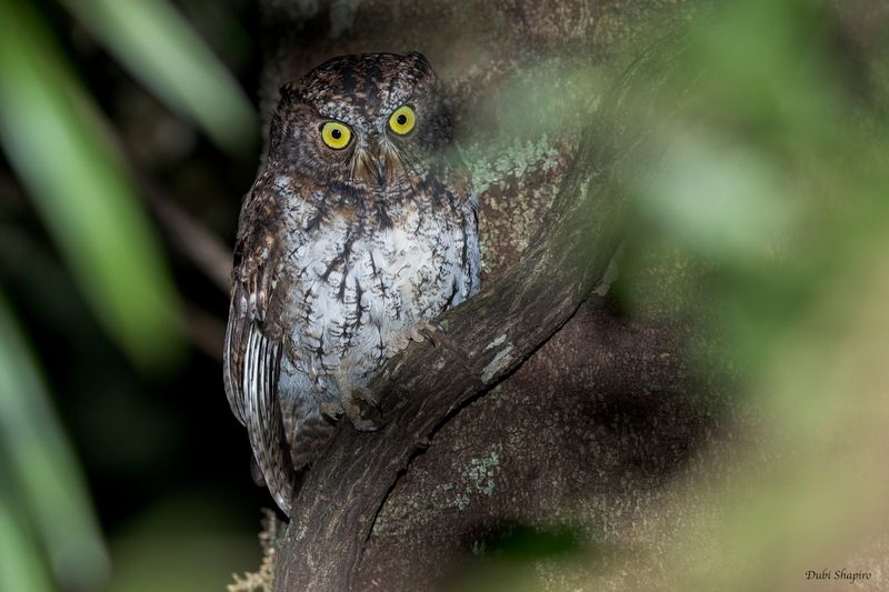 Mindanao Scops-Owl 