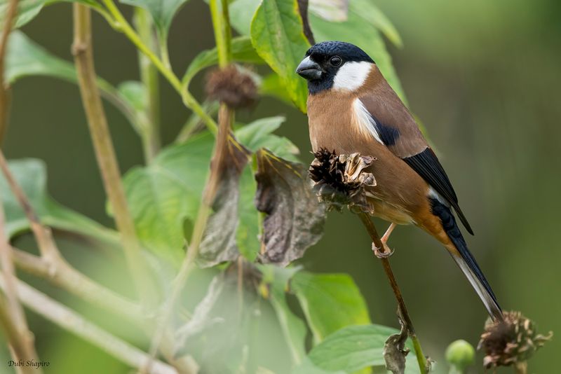 White-cheeked Bullfinch