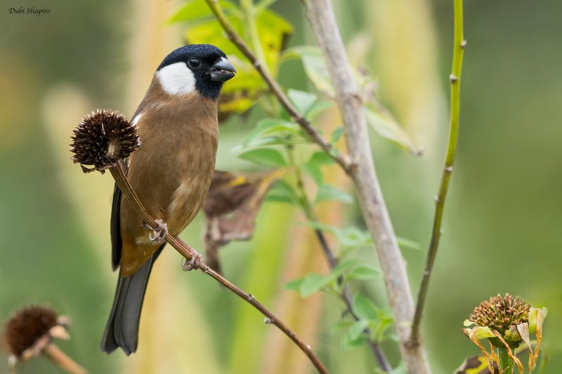 White-cheeked Bullfinch 
