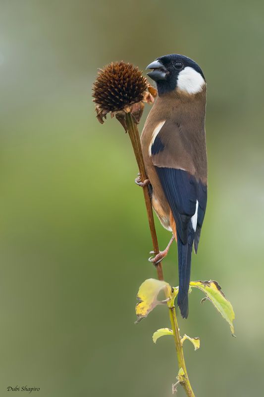 White-cheeked Bullfinch
