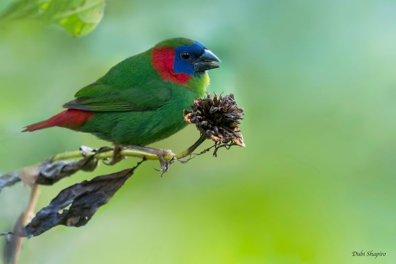 Red-eared Parrotfinch