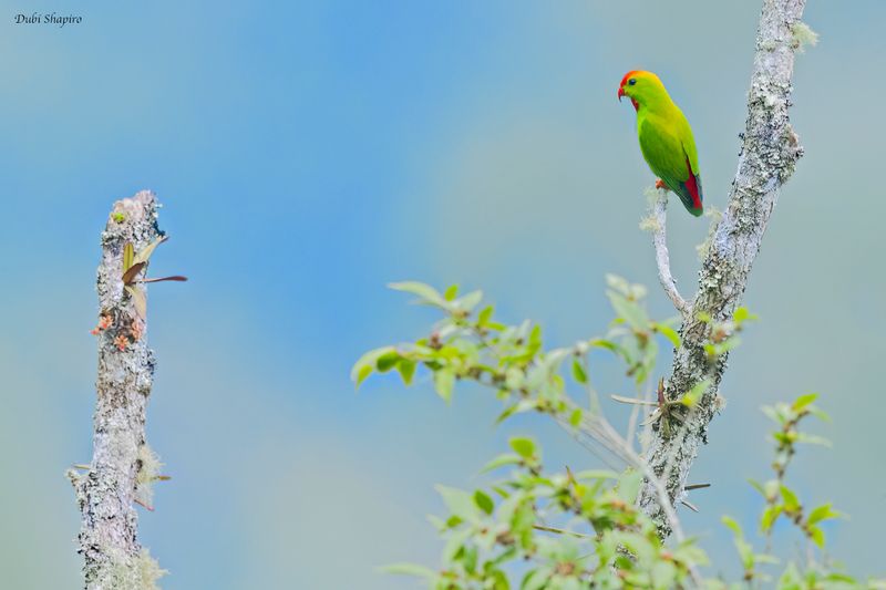 Philippine Hanging-Parrot 