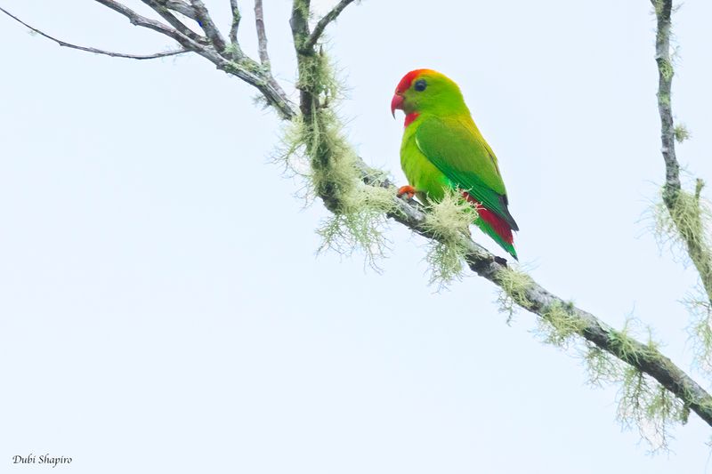 Philippine Hanging-Parrot