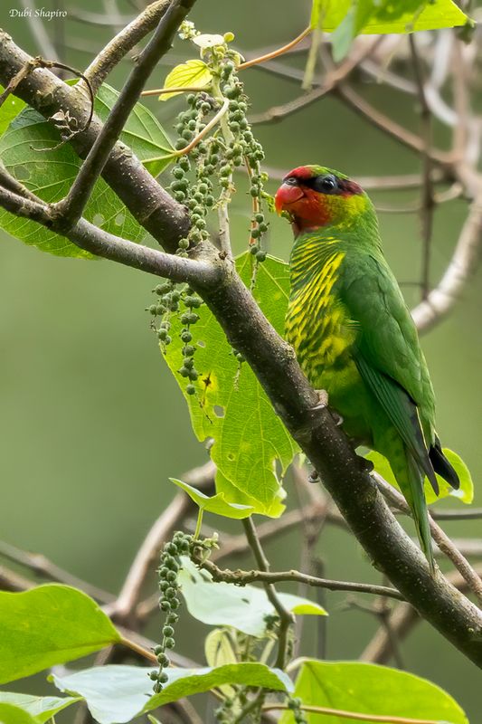 Mindanao Lorikeet