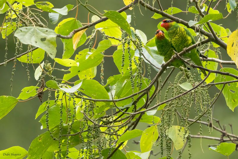 Mindanao Lorikeet 