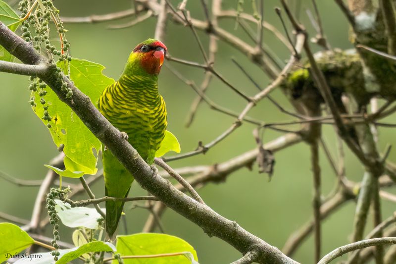 Mindanao Lorikeet