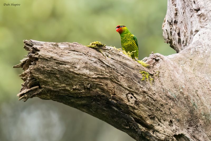 Mindanao Lorikeet 