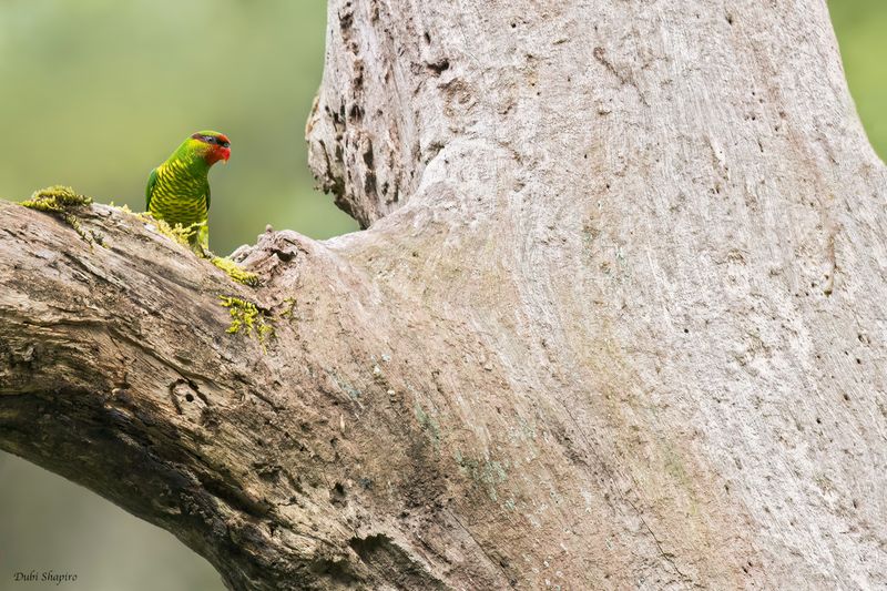 Mindanao Lorikeet 