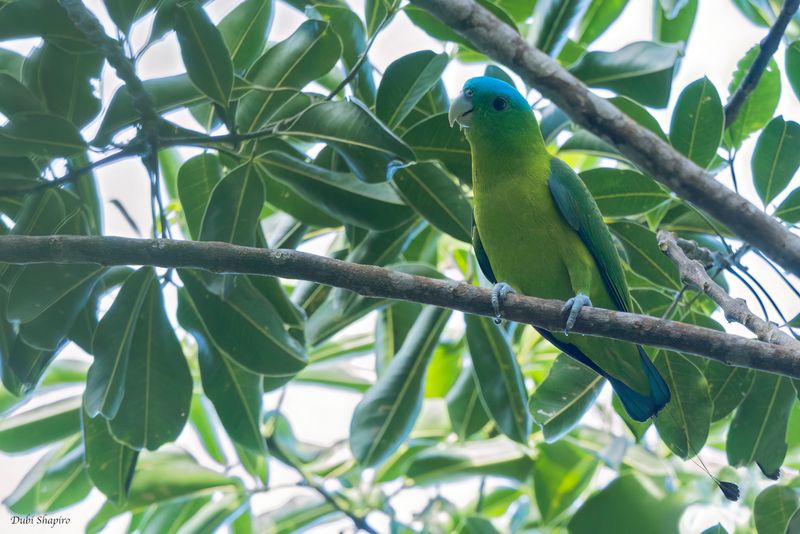 Blue-crowned Racquet-tail