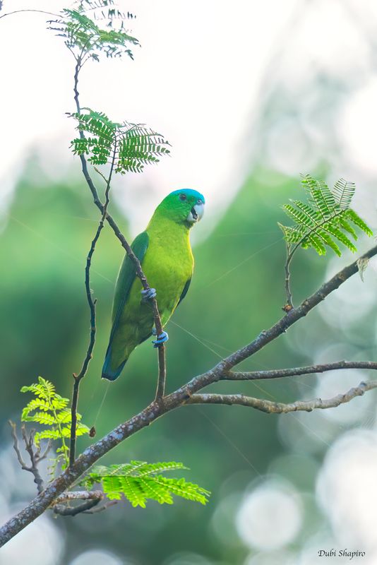 Blue-crowned Racquet-tail 