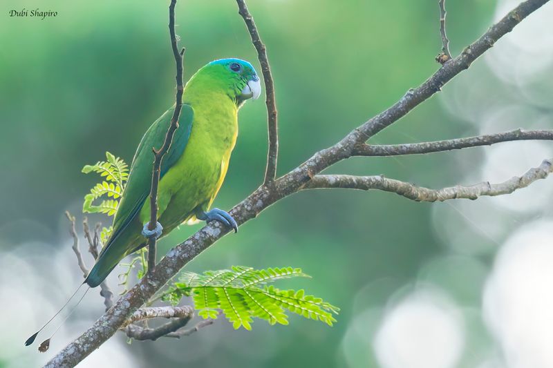 Blue-crowned Racquet-tail 