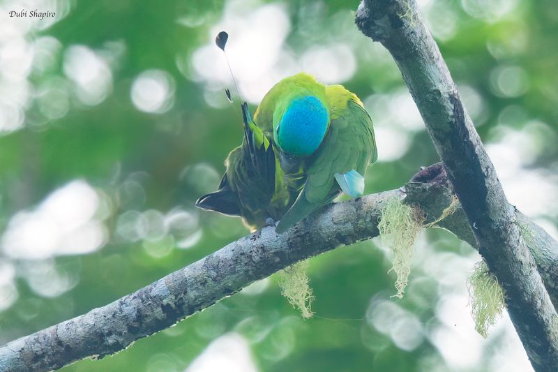 Blue-crowned Racquet-tail 