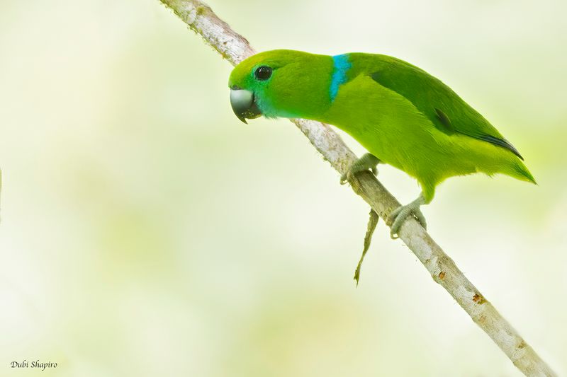 Guaiabero