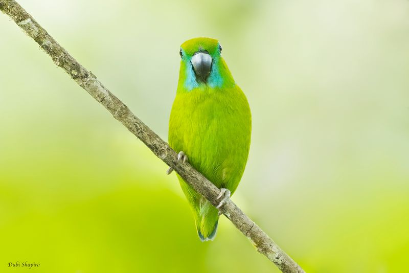 Guaiabero 