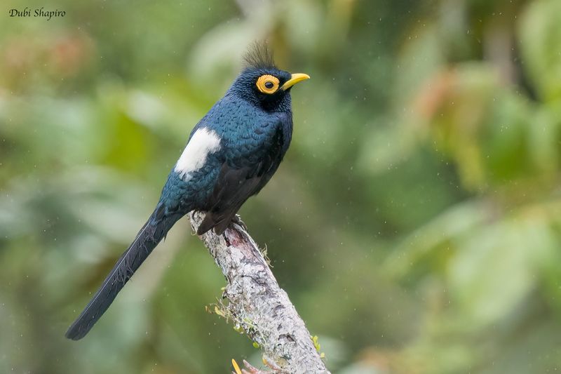 Apo Myna 
