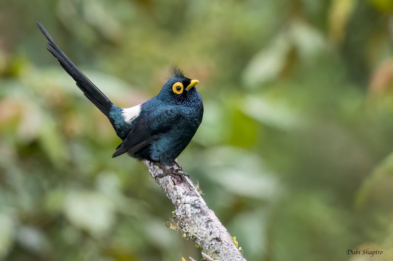 Apo Myna 