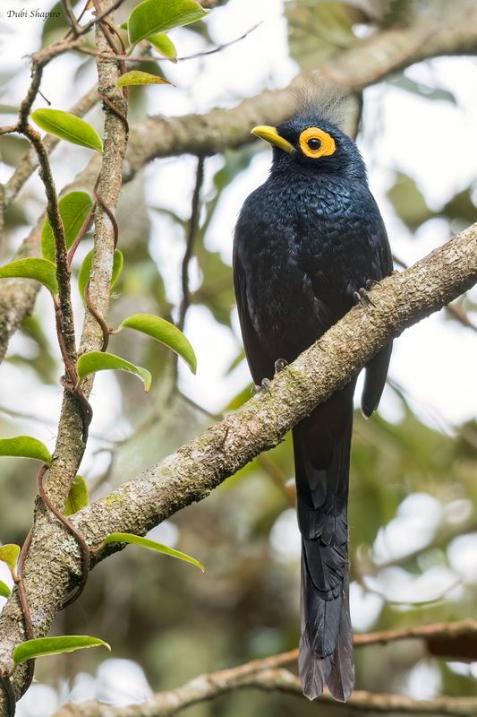 Apo Myna 