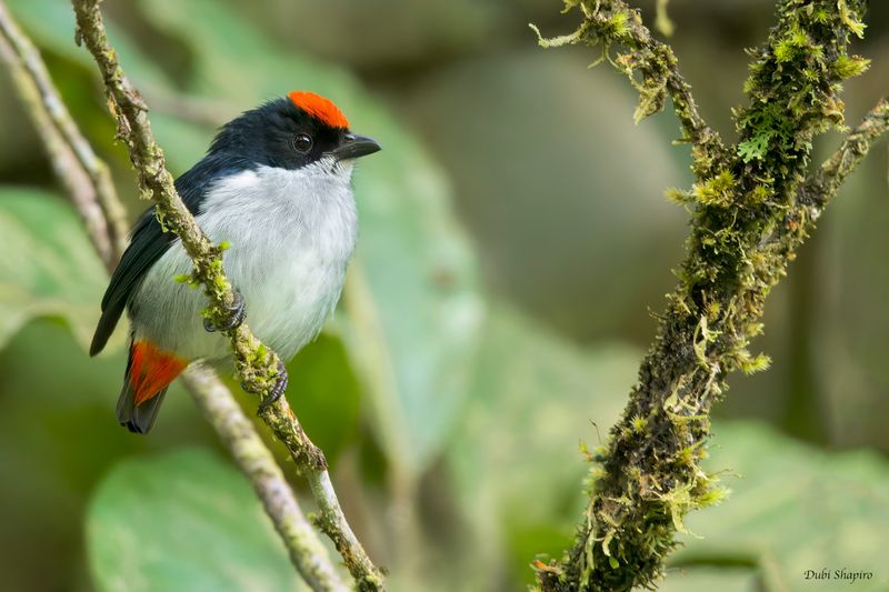 Flame-crowned Flowerpecker