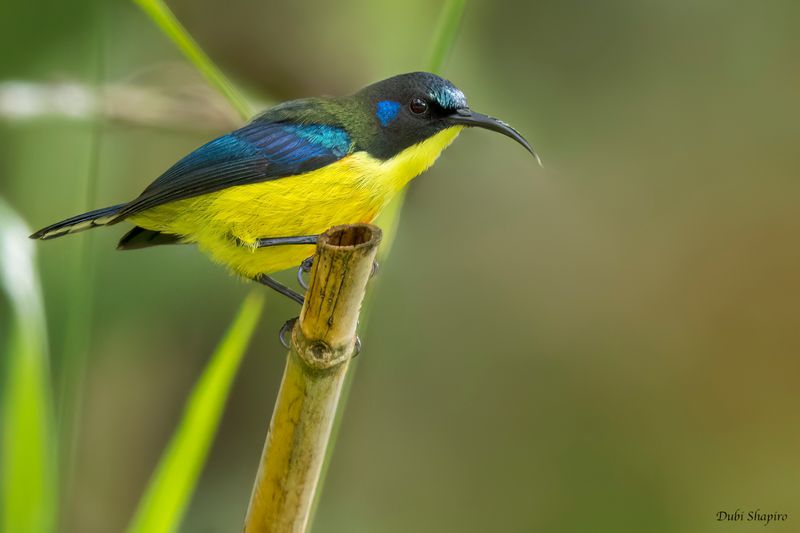 Lina's Sunbird