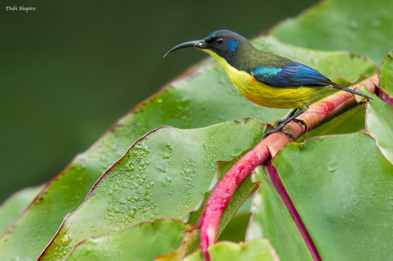 Lina's Sunbird