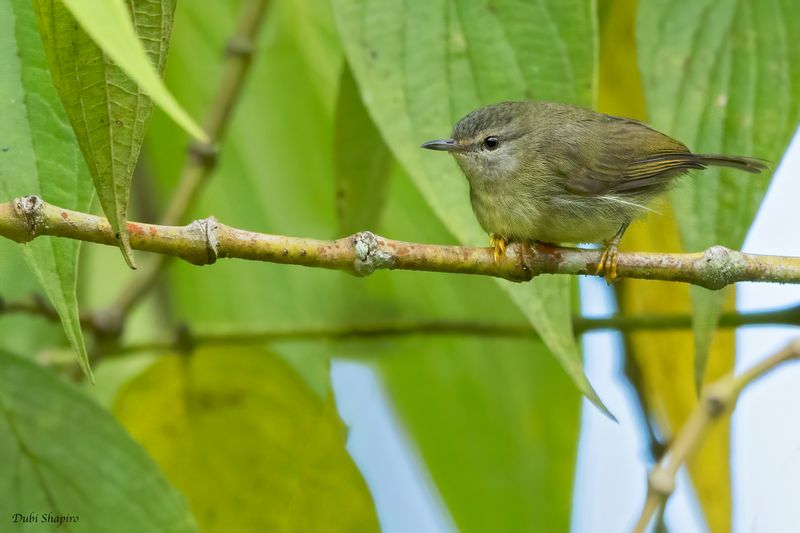Mindanao Plumed-Warbler
