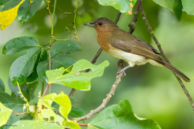 Zamboanga Bulbul