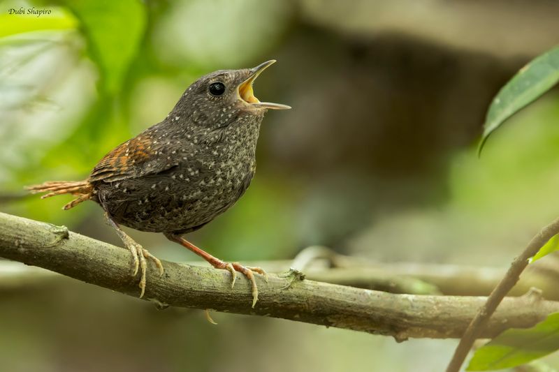 Bird Families of the World