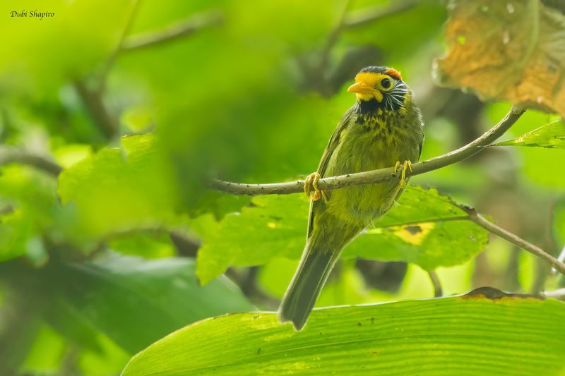Flame-templed Babbler