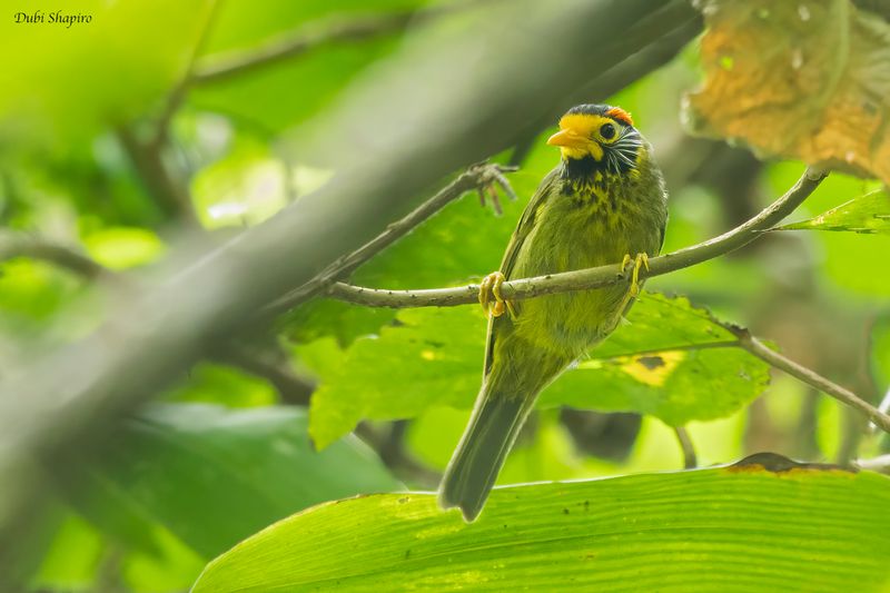 Flame-templed Babbler