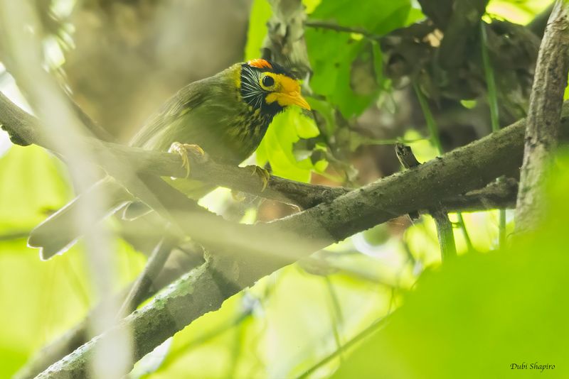 Flame-templed Babbler 