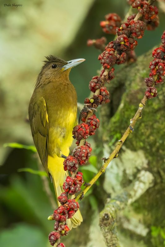Camiguin Bulbul