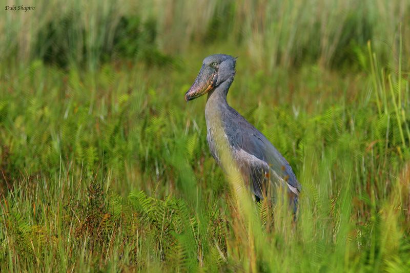 Shoebill