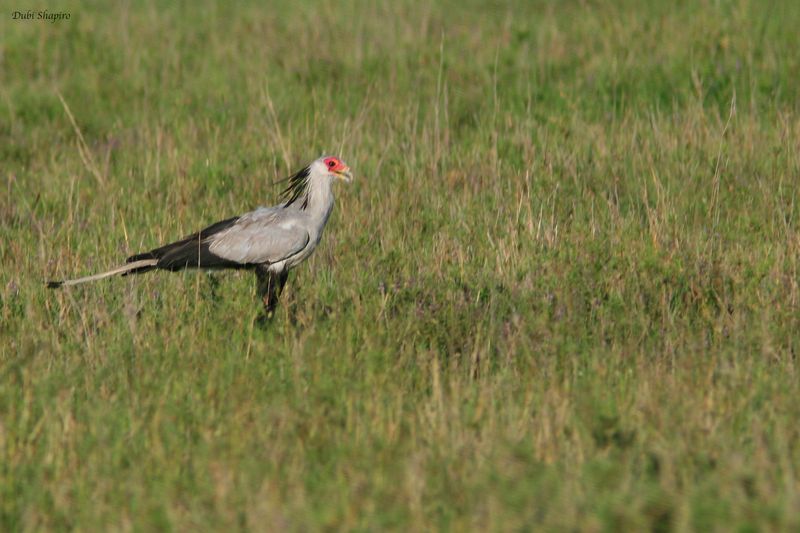 Secretarybird