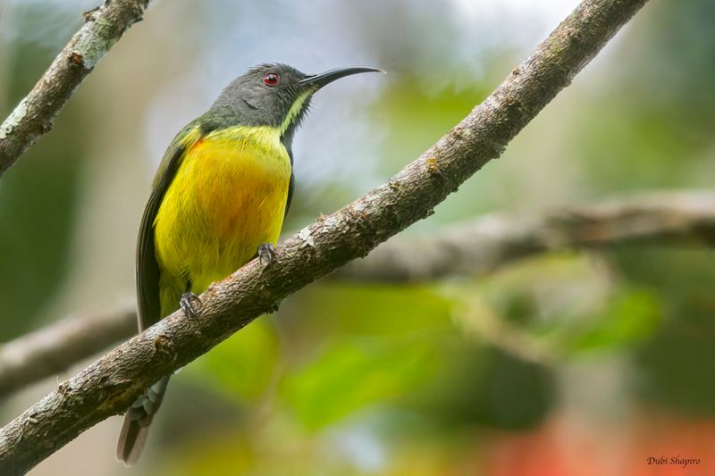 Apo Sunbird 
