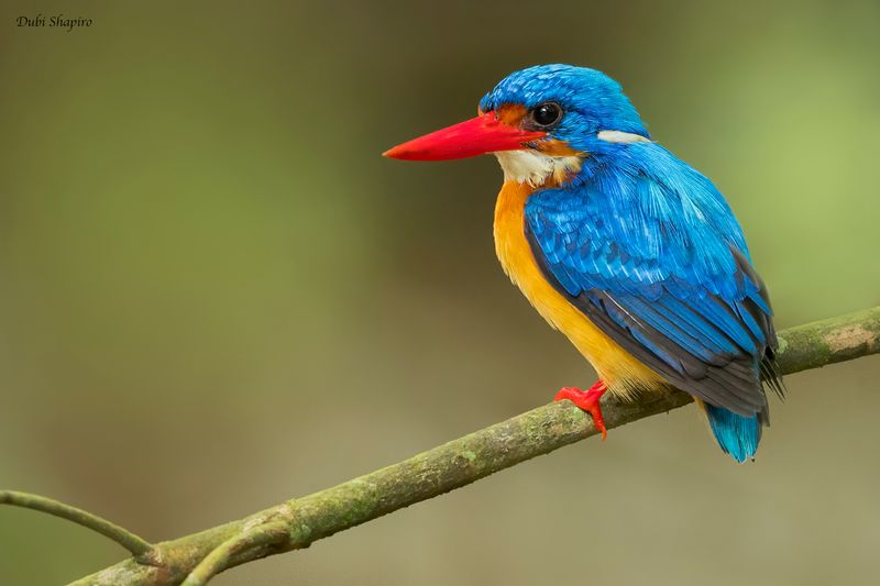 Dimorphic Dwarf-Kingfisher