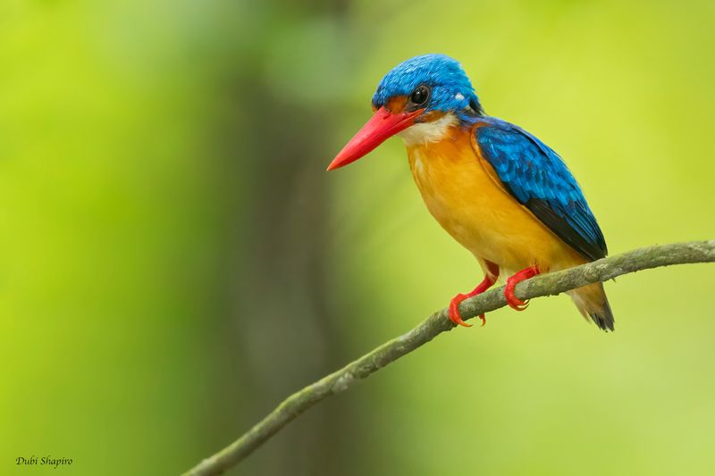 Dimorphic Dwarf-Kingfisher 