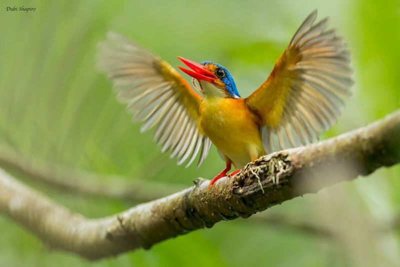 Dimorphic Dwarf-Kingfisher 