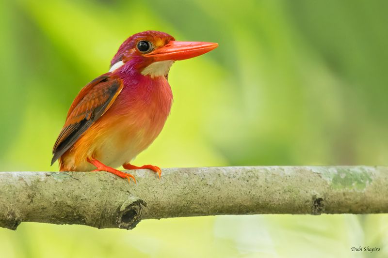 Philippine Dwarf-Kingfisher