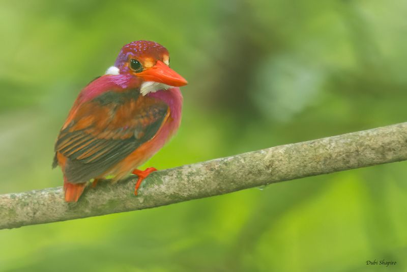 Philippine Dwarf-Kingfisher 